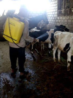 محافظ كفر الشيخ : تحصين 30155 طائراً ضد الأمراض الوبائية